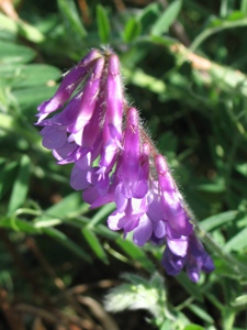 Vicia villosa